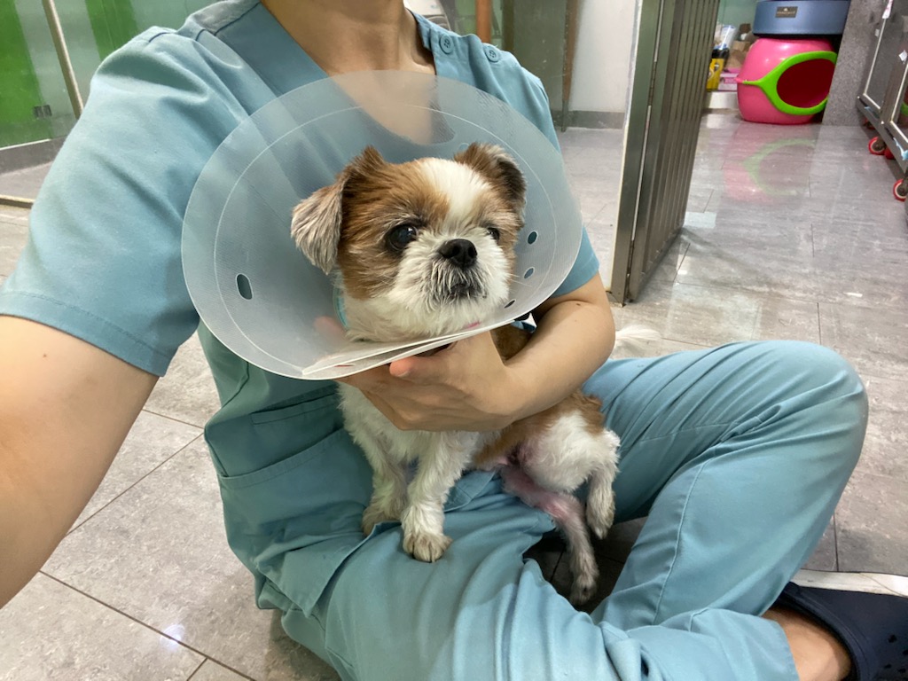 펫앤쉘터동물병원_441378202300894